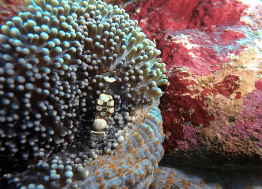 Pro Dive Central Coast