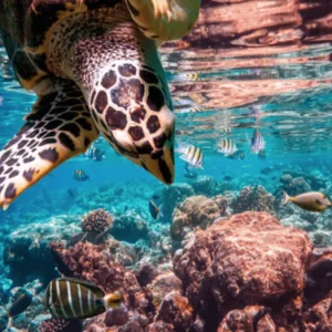 Playa Scuba Dive Center