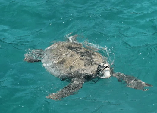 Batu Batu Dive