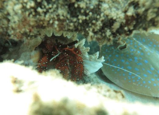 Batu Batu Dive