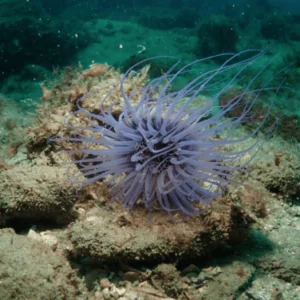 Oceanfreaks Dive Center