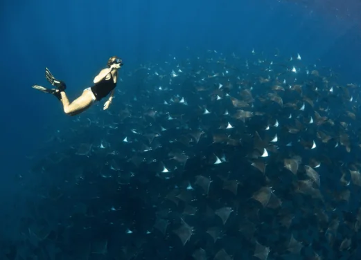 Hammerhead Divers