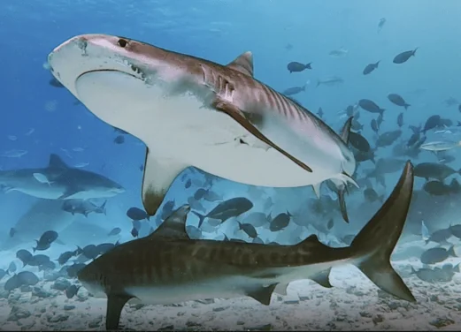 Fuvahmulah Tiger Shark Dive