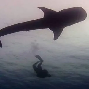 Coiba Dive Center