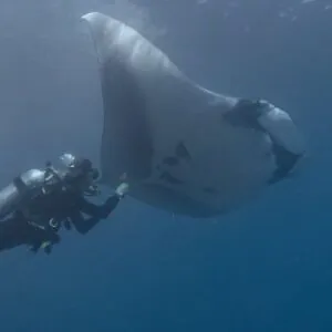 Tamarindo Diving