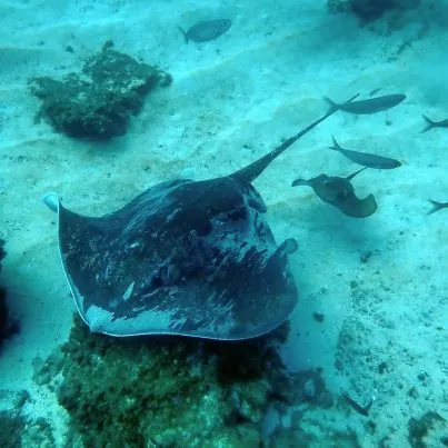Excel Scuba Tenerife