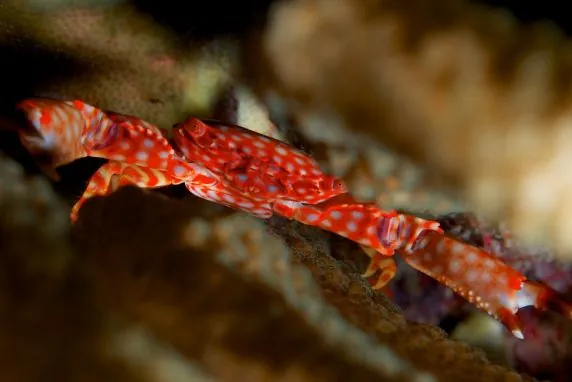 Topdive Tahiti