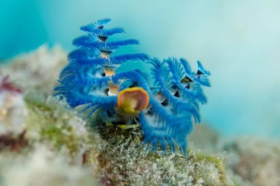Topdive Bora Bora