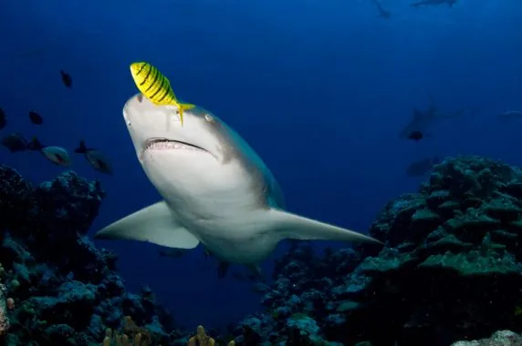 Topdive Moorea