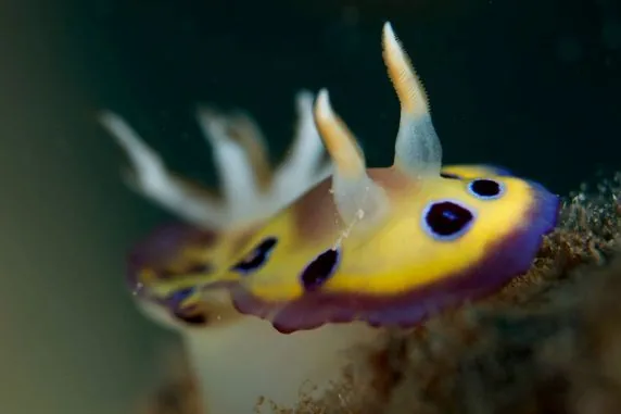 Topdive Moorea
