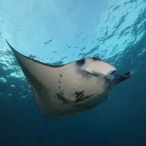 Tamarind Divers
