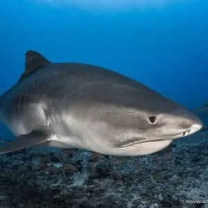 Topdive Tahiti