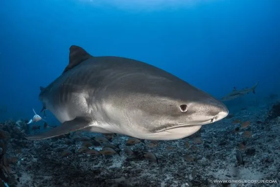 Topdive Tahiti