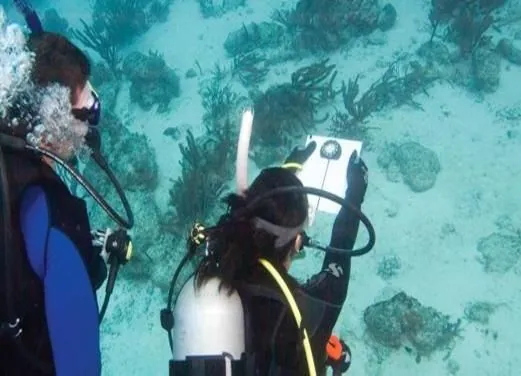 Ocean Diving Center