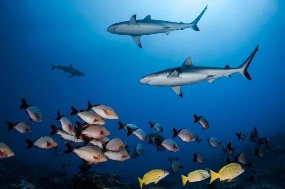 Topdive Bora Bora