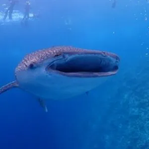 Boutique Beach Diving Hotel