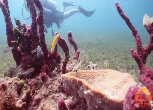 DEEFER DIVING CARRIACOU