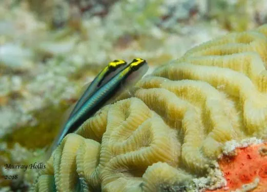 DEEFER DIVING CARRIACOU