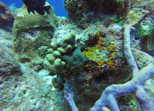 Dive Hightide Water Sports