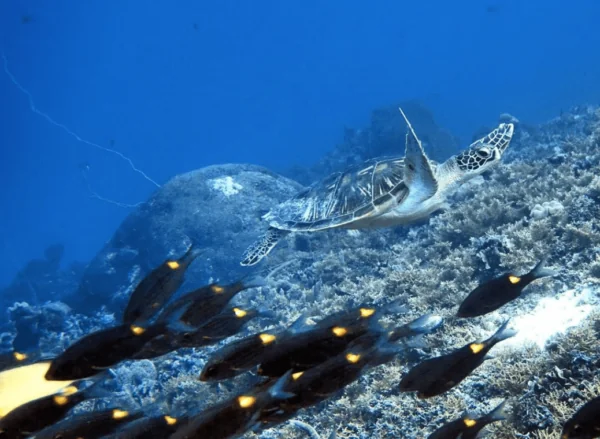 Turtle Divers
