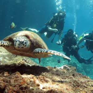 Dive and Relax