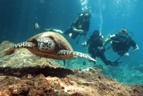 Dive and Relax