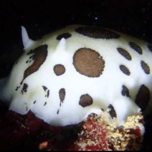 Med Dive Mataró