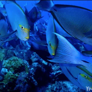 Flores Diving Centre