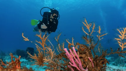 Blue Note Scuba