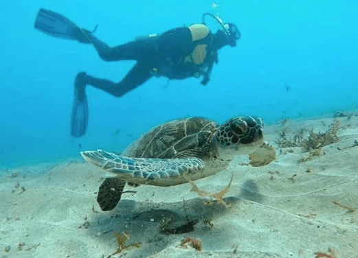 Crashboat_Watersports_Turtle