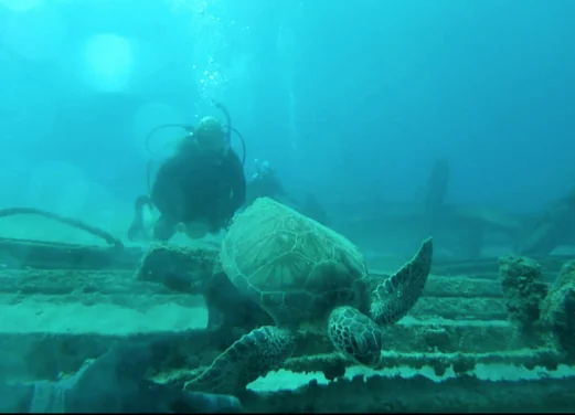 Crashboat_Watersports_Diver_Turtle