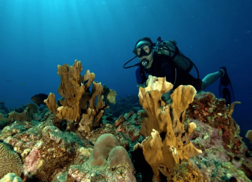 Taino Divers Reef