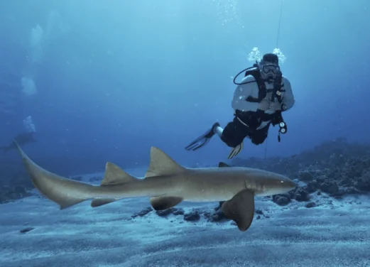 Taino Divers Shark