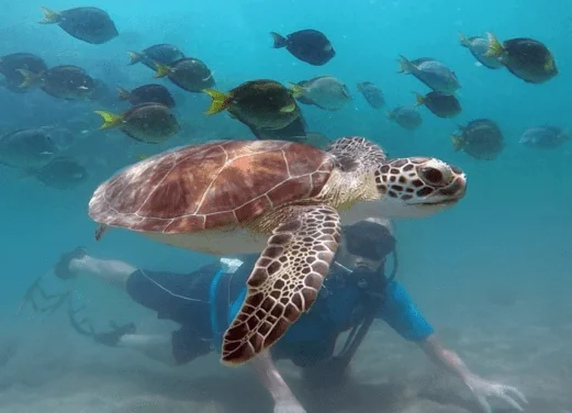 Try Scuba Diving Scuba Diver