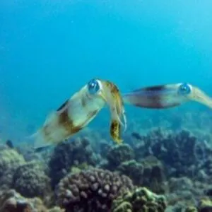 Banzai Divers 1