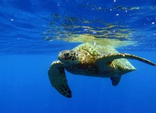 Dive Oahu 2