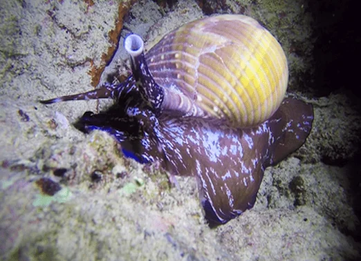 Dive Oahu 4