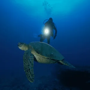 Dive Oahu 5