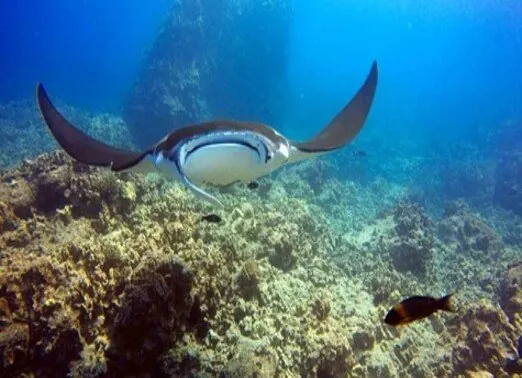 Kona-Honu 3