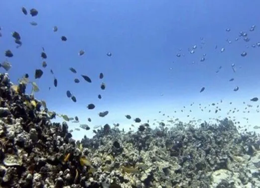 Kona-Shore-1.