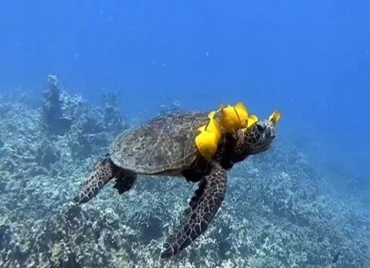 Kona-Shore-3