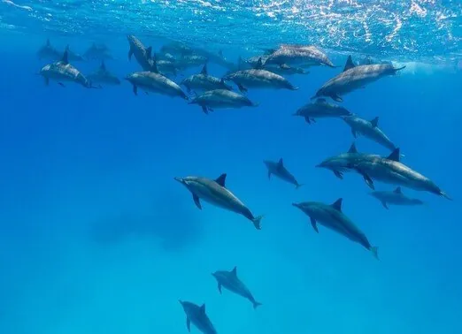 Oahu Dolphin Divers 3