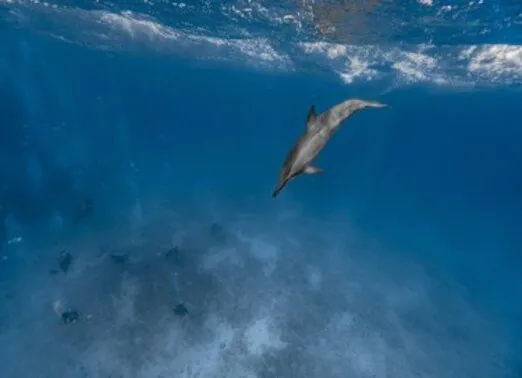 Oahu Dolphin Divers 4