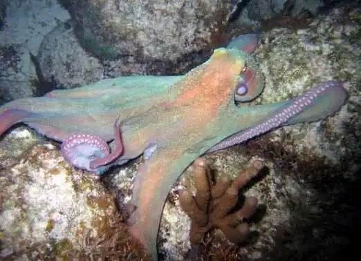 Seadwellers 1