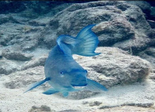 Seadwellers 2