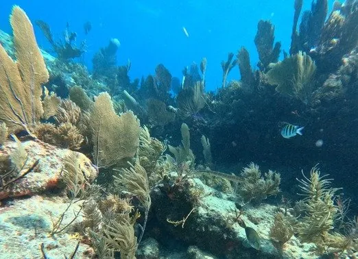 Seadwellers 4