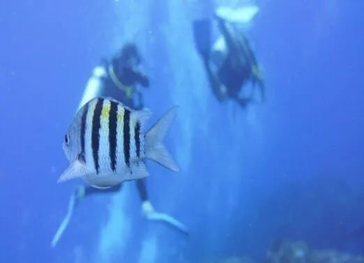 Try Diving 2