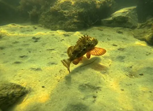 Try Diving 5