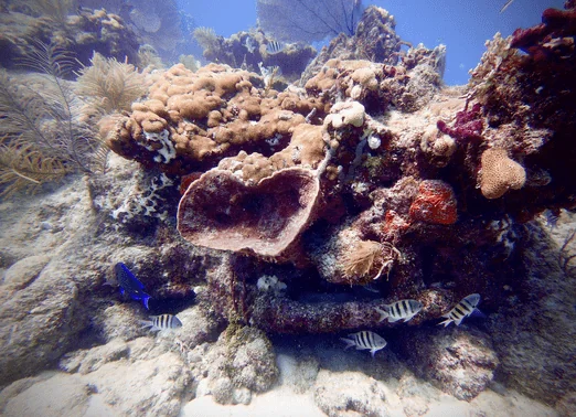 southpoint divers 3